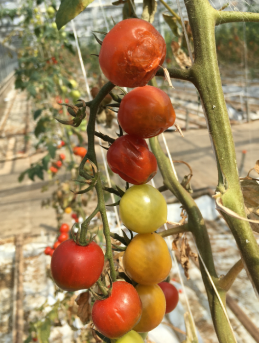Rugose symptoms on tomato fruit from ToBRFV combined with irrigation breakdown.